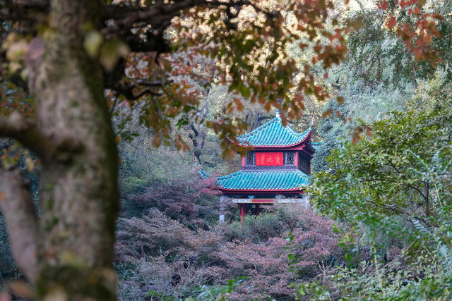 岳麓山，爱晚亭，游人如织