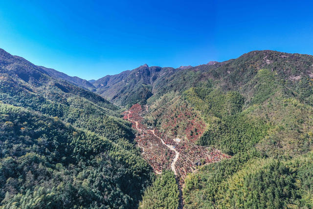 枫叶 红枫 风景  乡村 枫树 峡谷  美景  生态观光 旅游