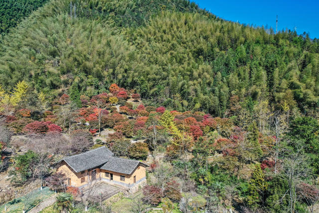 枫叶 红枫 风景  乡村 枫树 峡谷  美景  生态观光 旅游