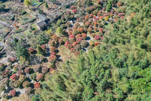 枫叶 红枫 风景  乡村 枫树 峡谷  美景  生态观光 旅游