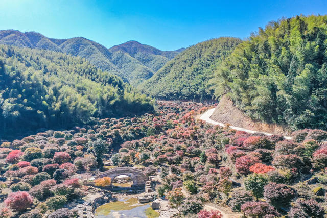 枫叶 红枫 风景  乡村 枫树 峡谷  美景  生态观光 旅游