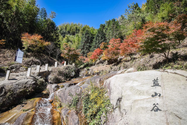 枫叶 红枫 风景  乡村 枫树 峡谷  美景  生态观光 旅游