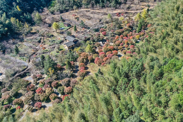 枫叶 红枫 风景  乡村 枫树 峡谷  美景  生态观光 旅游
