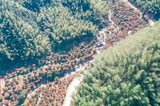 枫叶 红枫 风景  乡村 枫树 峡谷  美景  生态观光 旅游
