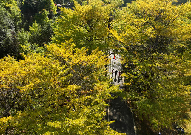 银杏 游人 双牌 桐子坳