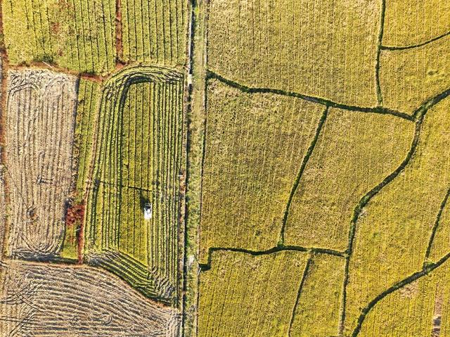 晚稻 产业 抢收 粮食 道县