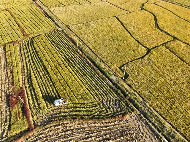 晚稻 产业 抢收 粮食 道县
