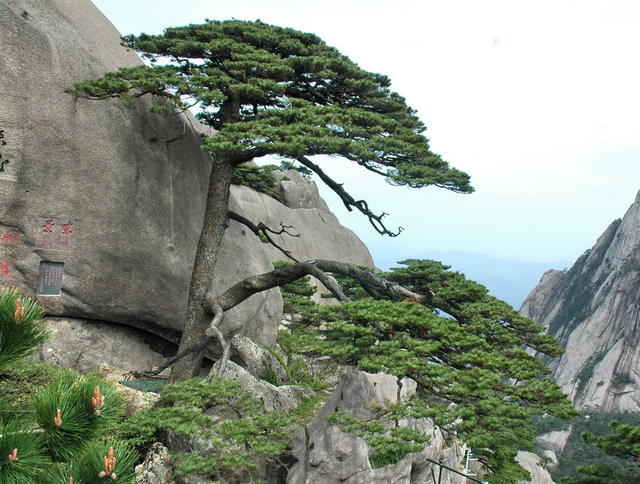黄山口迎口客口松