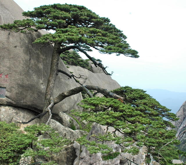 黄山口迎口客口松