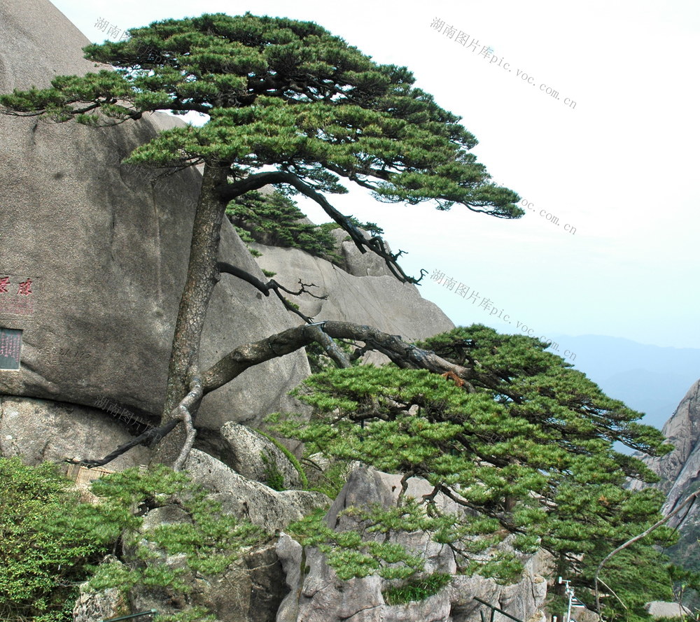 黄山口迎口客口松