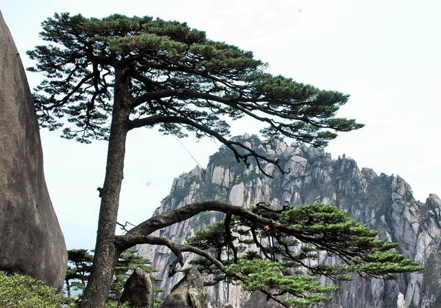 黄山口迎口客口松