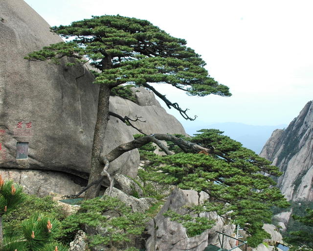 黄山口迎口客口松