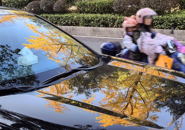 山城 秋色 金黄 银杏 城市景观