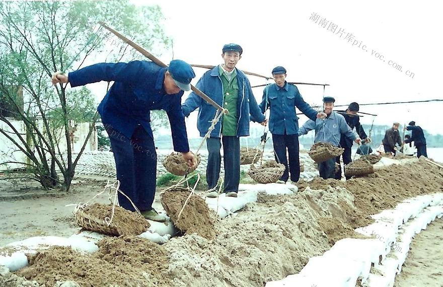  Villagers pick soil to build embankment