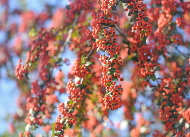 自然  火棘果   漫山遍野 道县