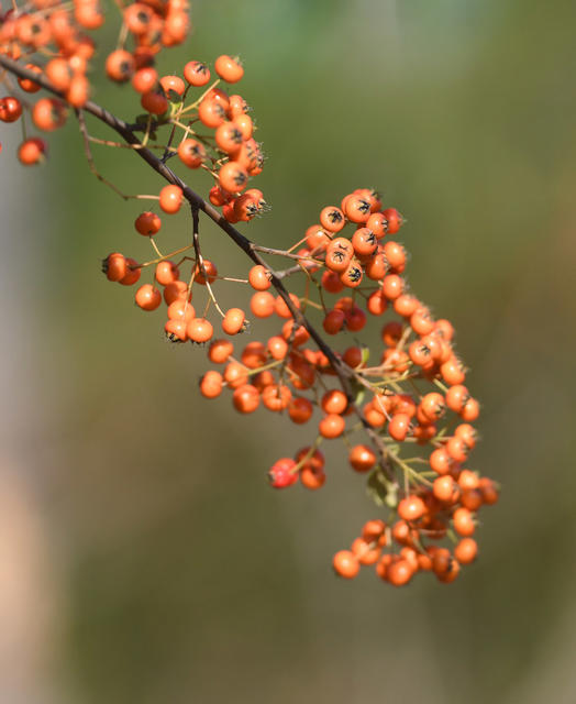 自然  火棘果   漫山遍野 道县