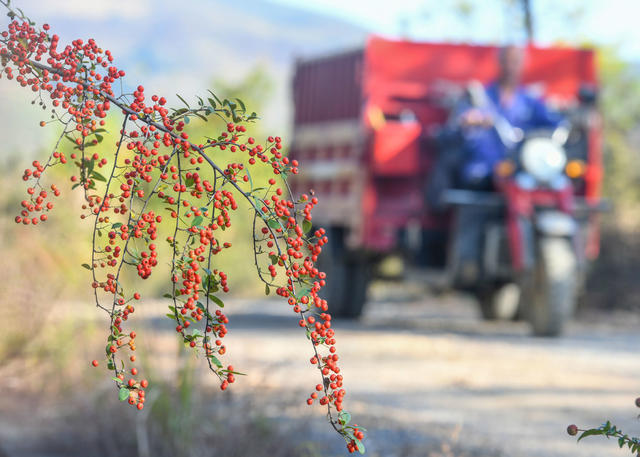 自然  火棘果   漫山遍野 道县