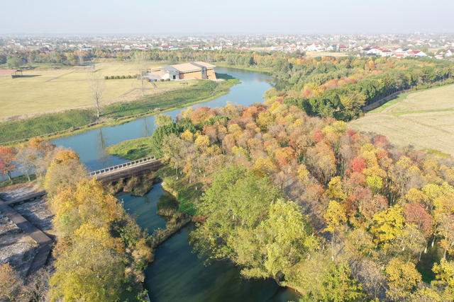 古城遗址   城头山  观赏树  乌桕  色彩斑斓  游客  电瓶观光车