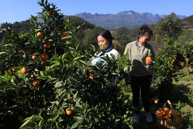 湖南  湘西  柑橘  丰收  采摘  天气  市场  增产增收