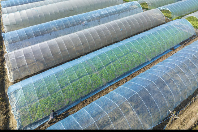 小雪,农作物,田间管理,湖南娄底