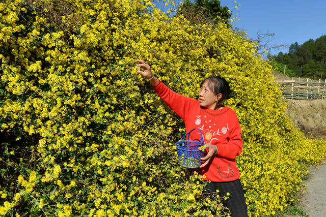 野菊花开采收忙