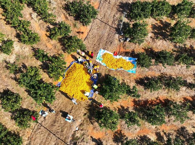 电商 脐橙 产业 增民 道县