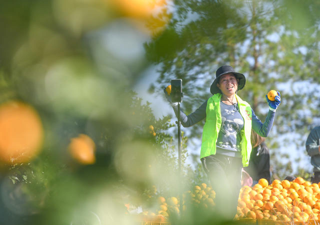 电商 脐橙 产业 增民 道县