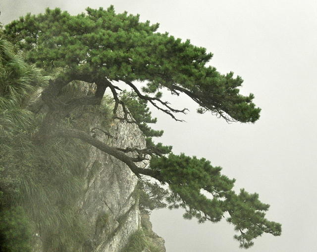 庐山口迎口客囗松
