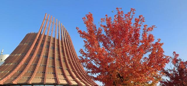 株洲神龙大道红枫醉人