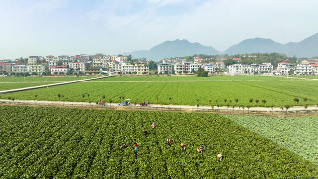 蔬菜基地 采收 粤港澳大湾区 娄底涟源
