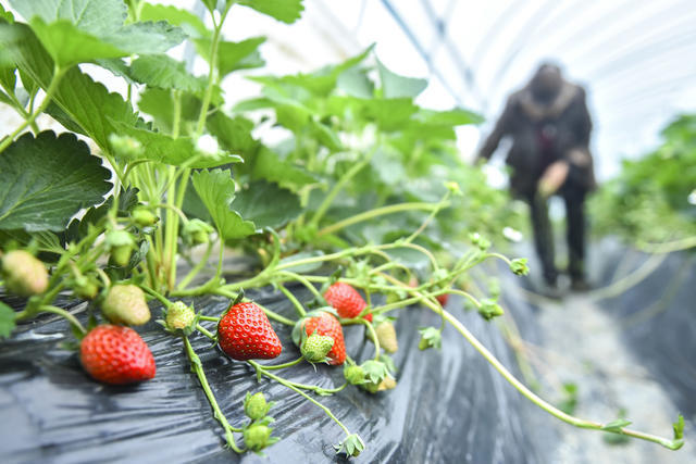 小雪  农业 娄底
