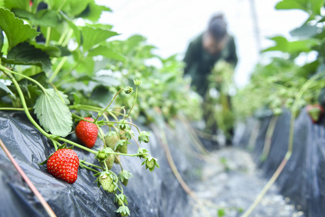 小雪  农业 娄底