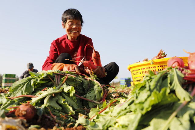 湖南 新田 红皮萝卜 喜获丰收 小雪 节气