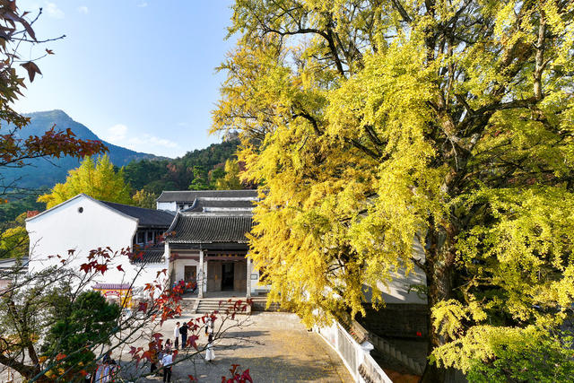南岳 衡山 银杏 风景 