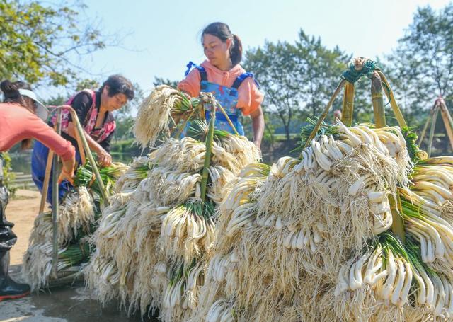 产业 藠 头 道县