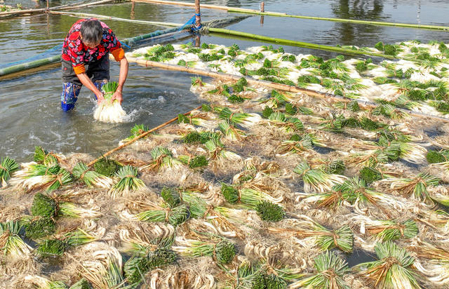 产业 藠 头 道县