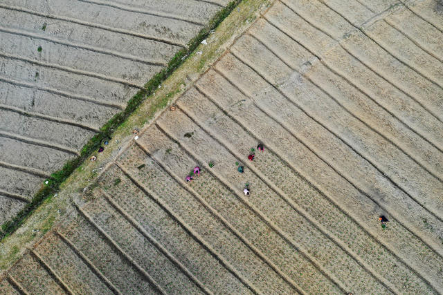 湘西，节气，小雪，农事，农时，繁忙