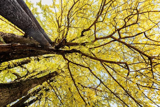 古树名木  自然生态  旅游