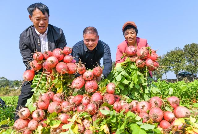 萝卜 道县 特色