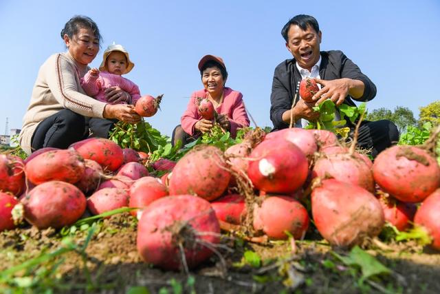 萝卜 道县 特色