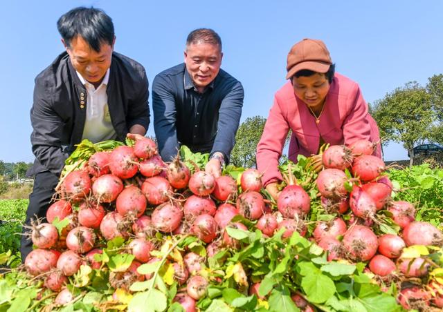 萝卜 道县 特色