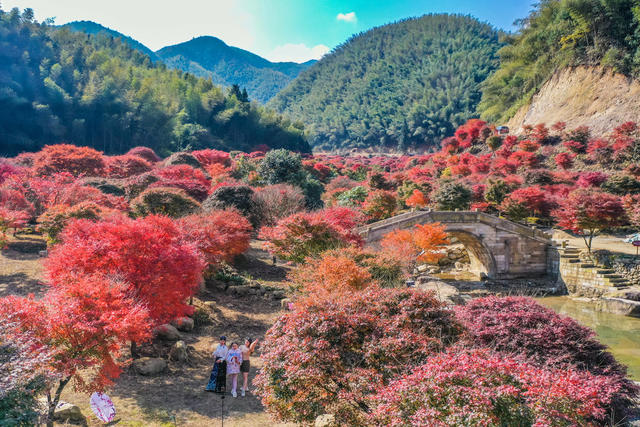 枫叶 红枫 风景 山林 乡村 枫树 游客  游玩 景区 旅游