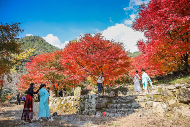枫叶 红枫 风景 山林 乡村 枫树 游客  游玩 景区 旅游
