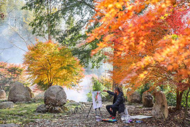 枫叶 红枫 风景 山林 乡村 枫树 游客  游玩 景区 旅游