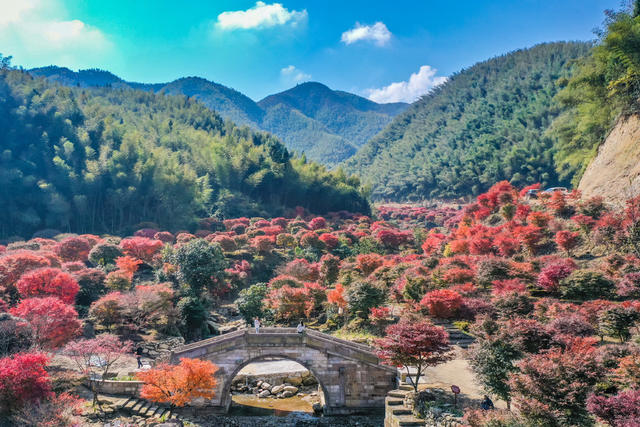 枫叶 红枫 风景 山林 乡村 枫树 游客  游玩 景区 旅游
