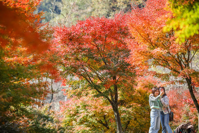 枫叶 红枫 风景 山林 乡村 枫树 游客  游玩 景区 旅游