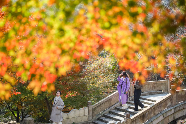 枫叶 红枫 风景 山林 乡村 枫树 游客  游玩 景区 旅游