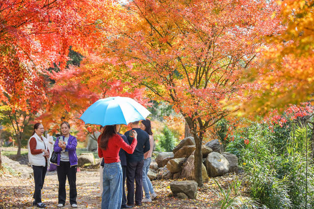 枫叶 红枫 风景 山林 乡村 枫树 游客  游玩 景区 旅游