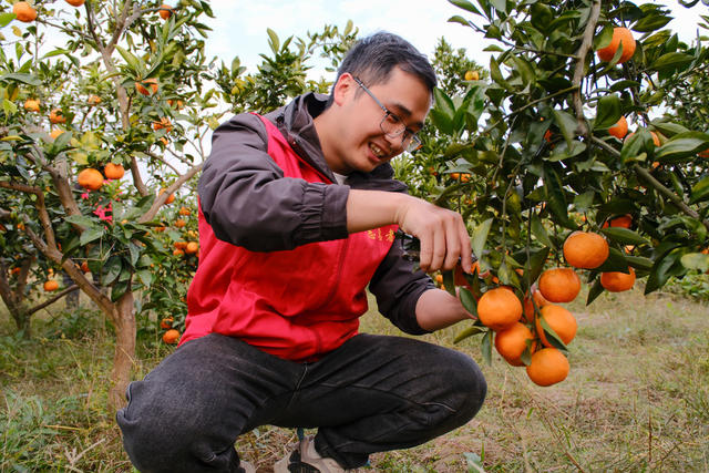 青年党员 干部 柑橘采摘 助农 