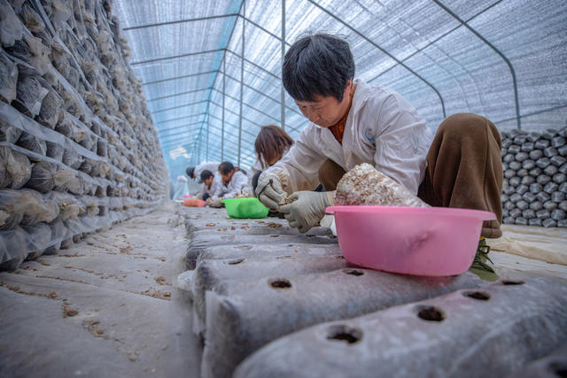 香菇 菌棒 生产 产业链 对口帮扶 增收 村集体